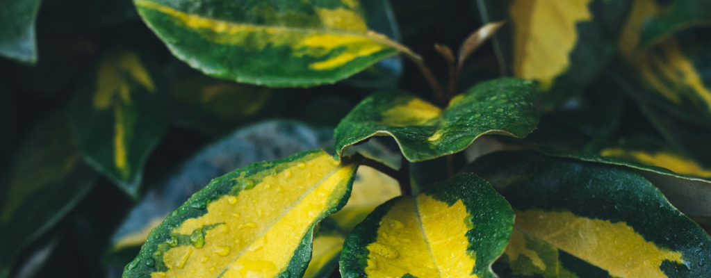 Elaeagnus - Olijfwilg