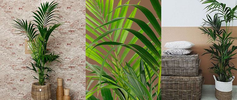 Kentia palm - Howea Forsteriana
