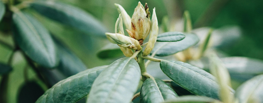 Groenblijvende tuinplanten 