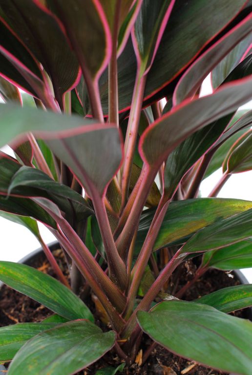 Roze bladstelen van de Cordyline geluksplant 