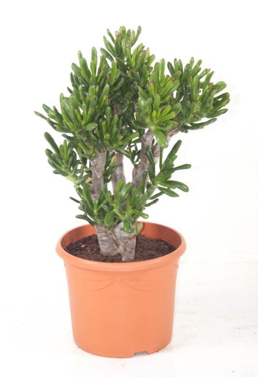 Crassula Ovata Gollum