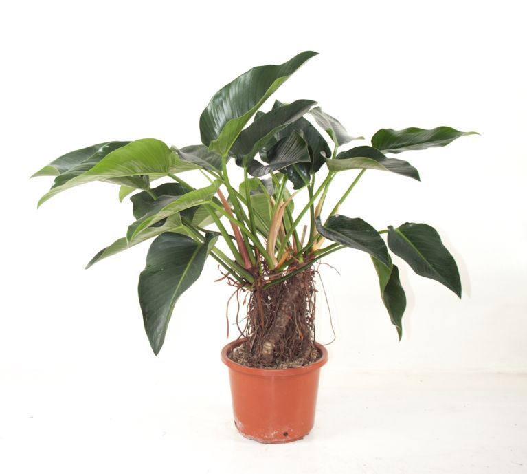 Philodendron green beauty
