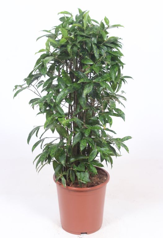 Dracaena Surculosa