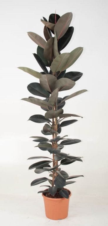 Ficus Elastica Abidjan