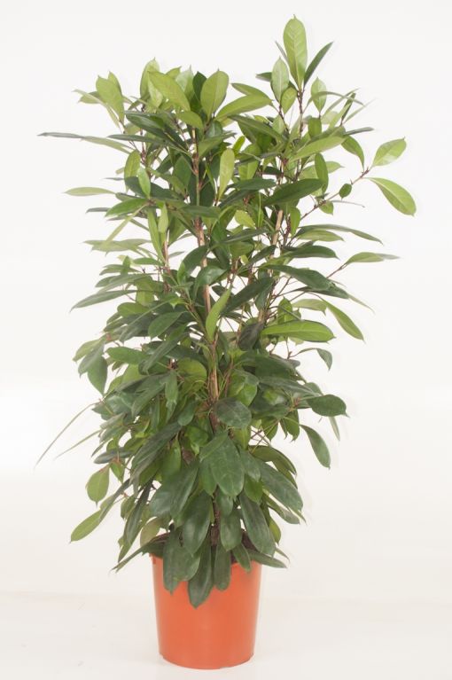 Ficus cyathistipula