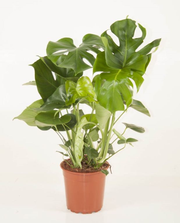 Philodendron deliciosa