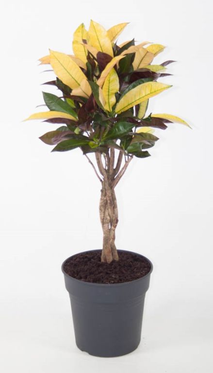 variegatum Mrs.Iceton