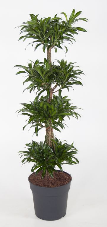 Dracaena reflexa Song of Jamaica