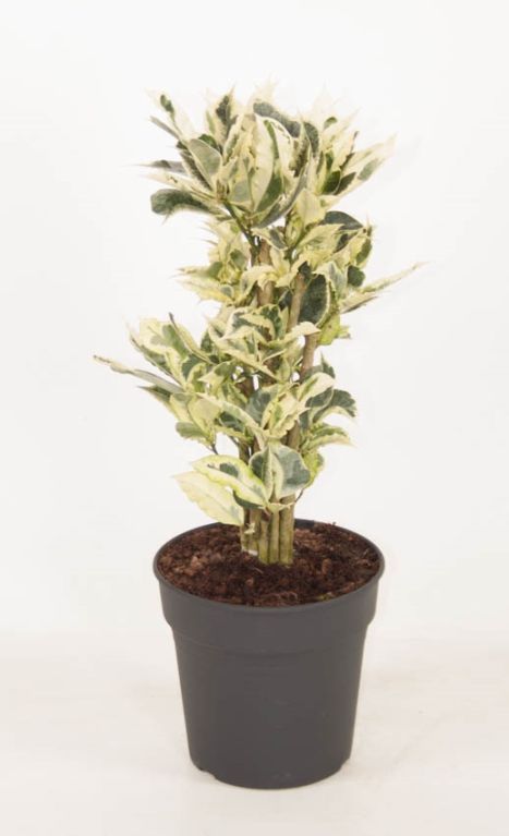 Croton variegatum Tamara