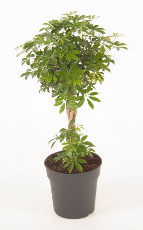 Schefflera Arboricola Luseana