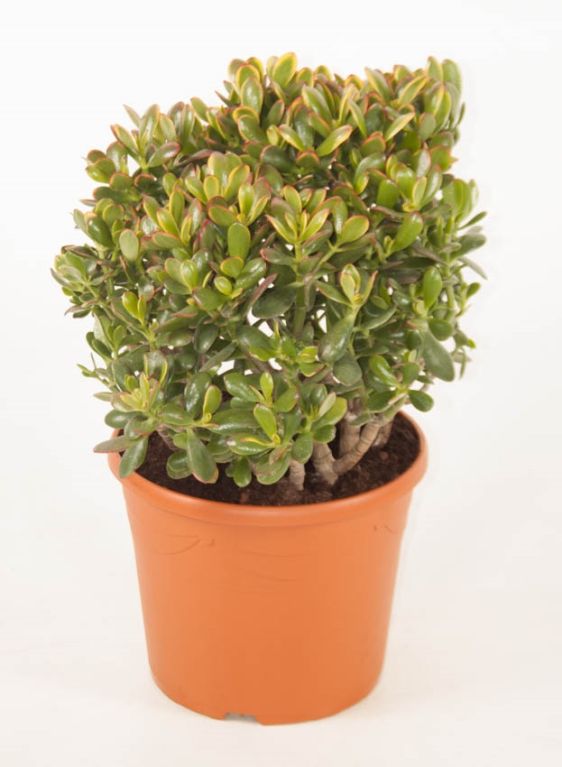 Crassula Ovata Sunset
