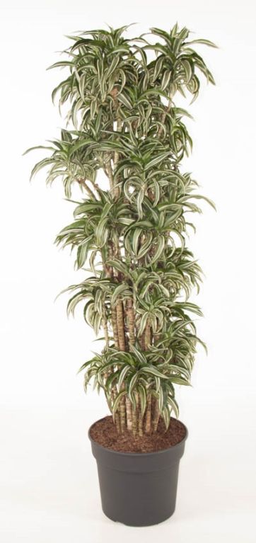 fragrans (Compacta Grp) Kanzi