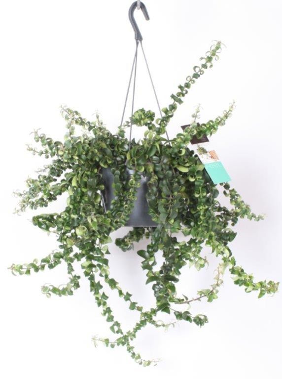 Aeschynanthus Swing