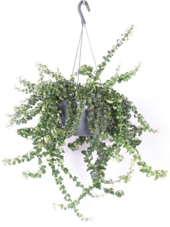 Aeschynanthus Swing