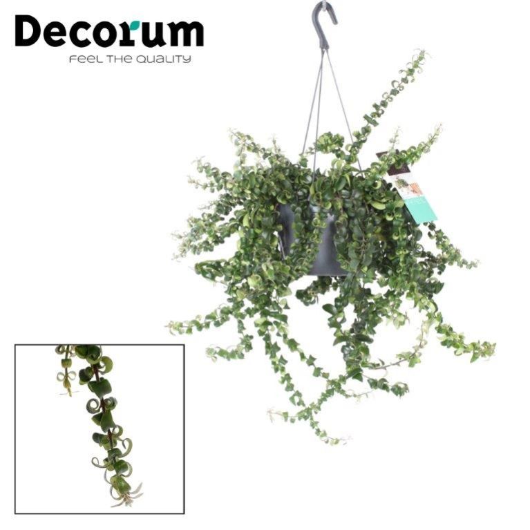 Aeschynanthus Swing