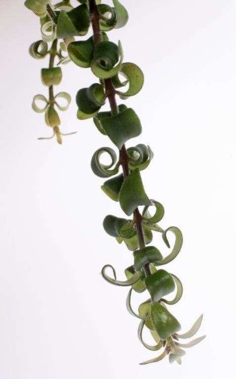 Aeschynanthus Swing