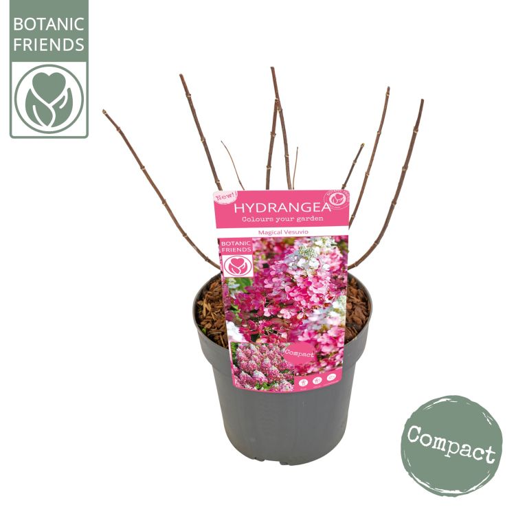 Syngonium Pink Splash