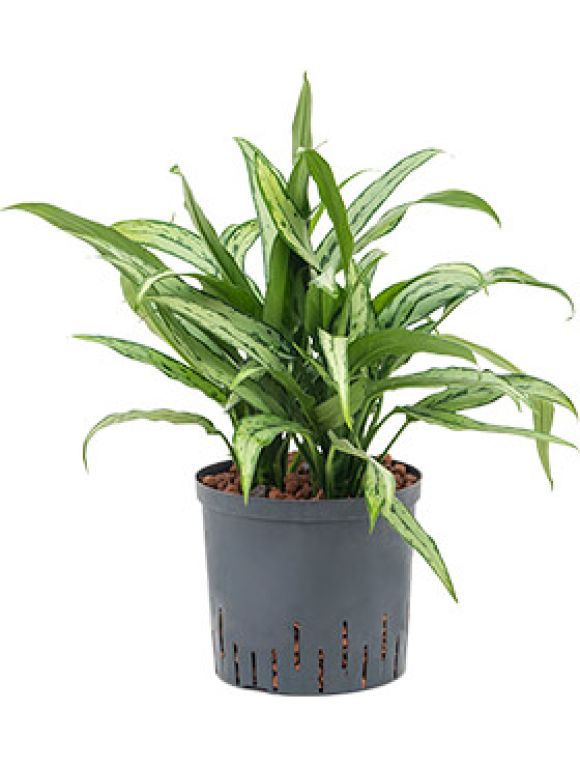 Monstera Siltepecana