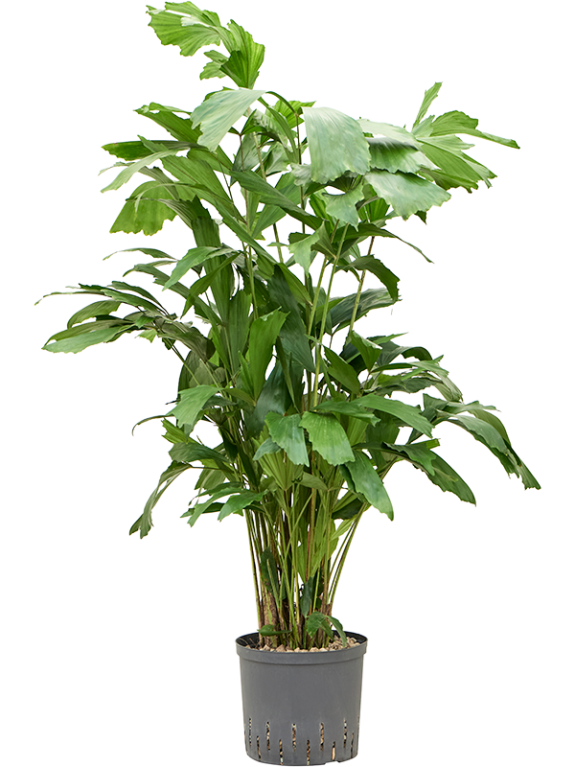 Epipremnum Pinnatum Global Green blad variegata