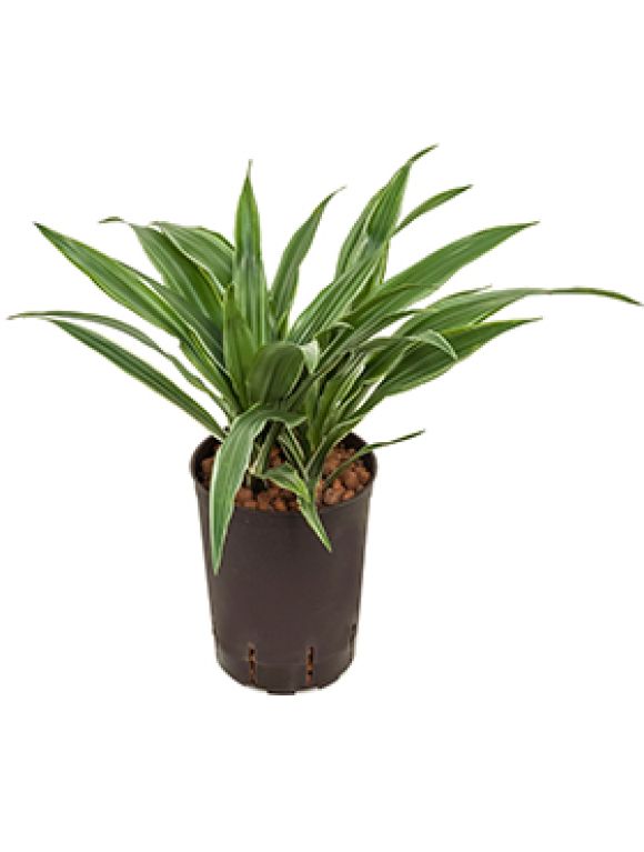 Dracaena deremensis