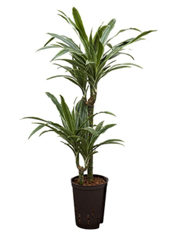 Dracaena deremensis