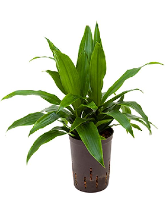 Dracaena janet craig