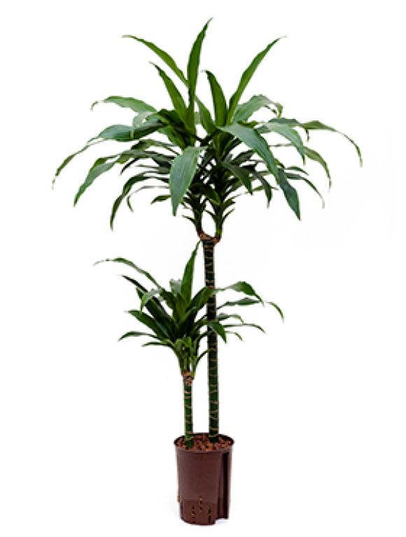 Scindapsus Treubii Dark