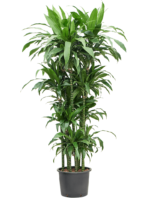 Syngonium Red Spot blad