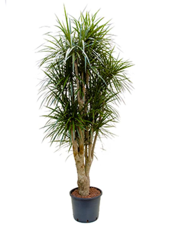 Epipremnum Pinnatum Global Green