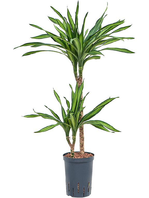 Monstera Siltepecana
