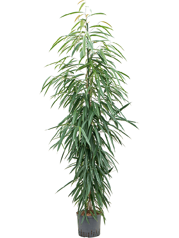 Syngonium Red Spot blad