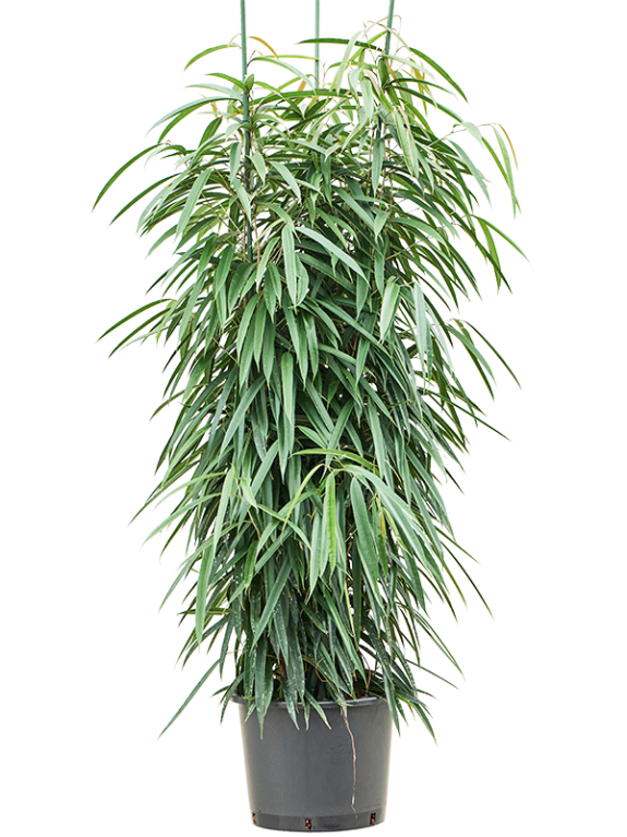 Epipremnum Pinnatum Global Green
