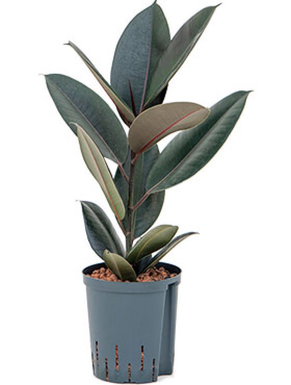 Epipremnum Pinnatum Global Green