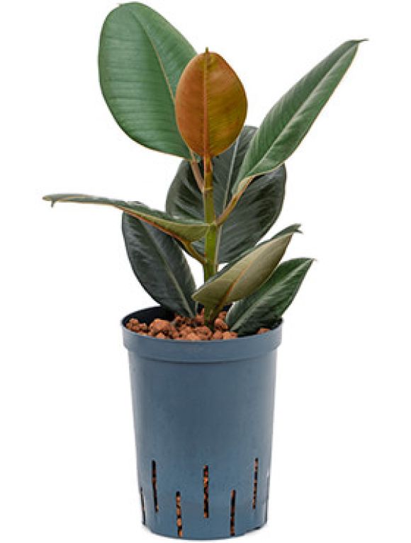 Scindapsus Treubii Dark plant