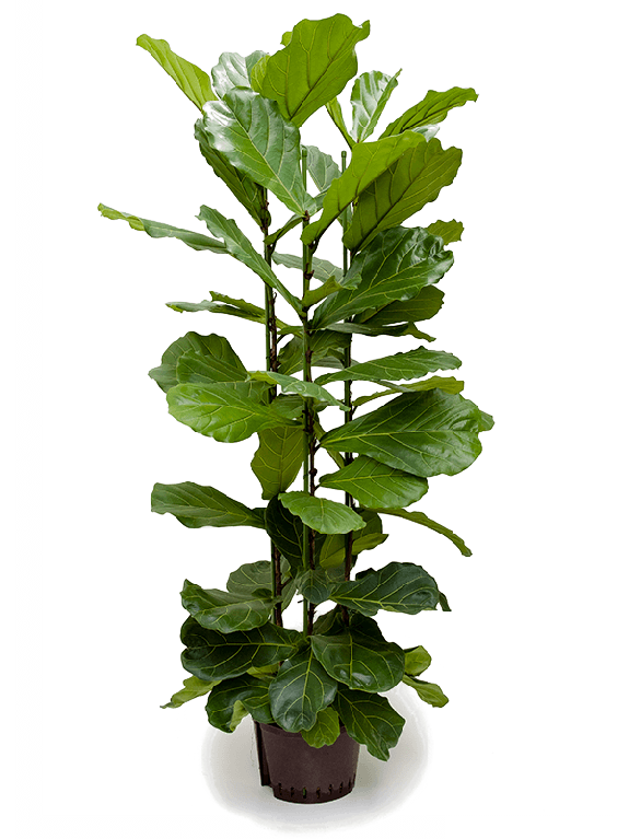 Syngonium Red Spot blad