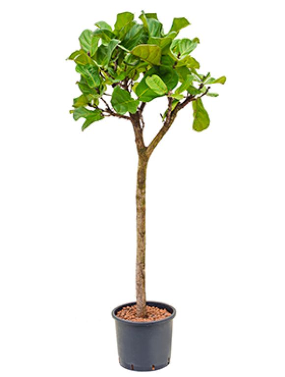 Scindapsus Treubii Dark plant