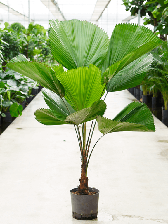 Monstera Siltepecana