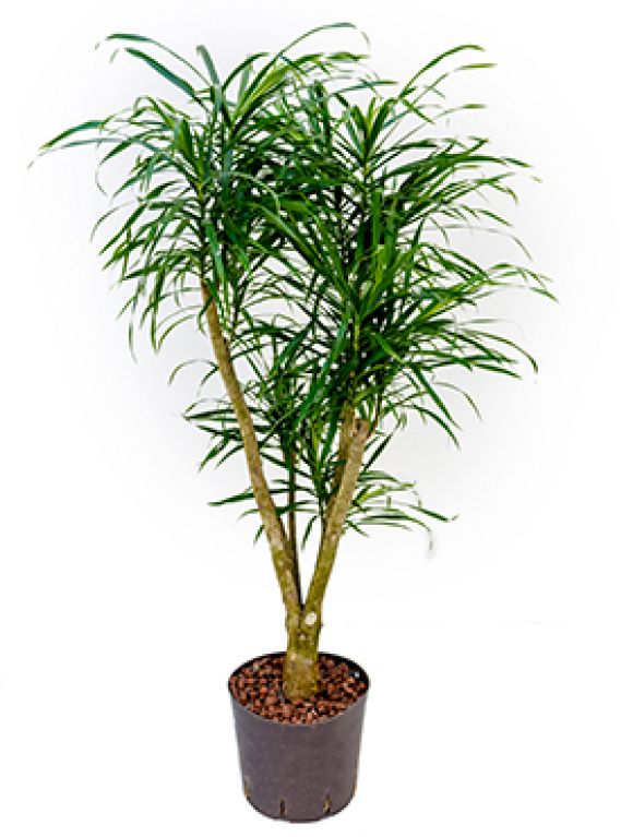 Epipremnum Pinnatum Global Green blad variegata