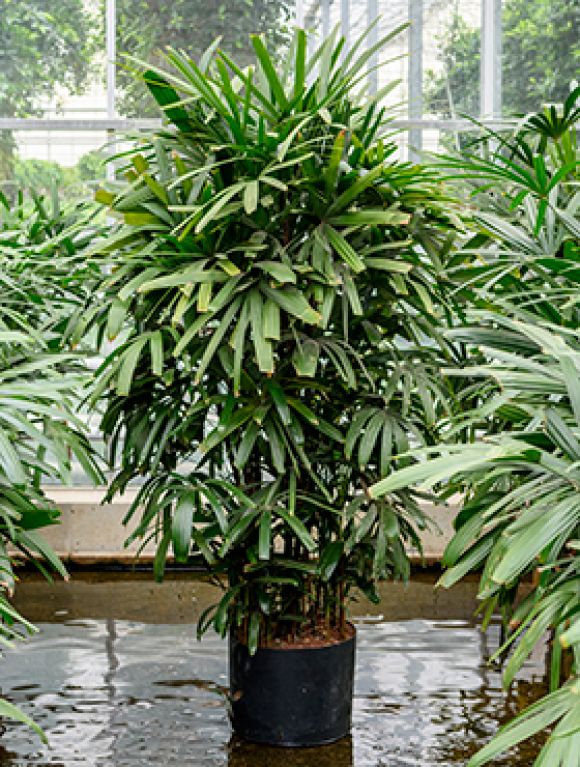 Epipremnum Pinnatum Global Green
