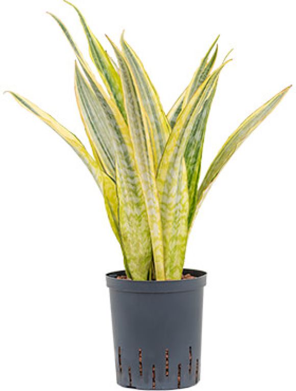 Epipremnum Pinnatum Global Green