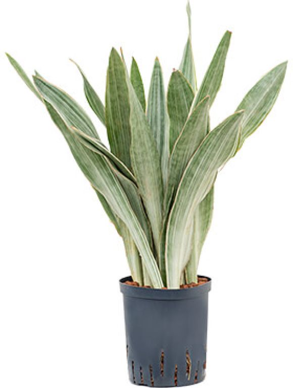 Monstera Siltepecana