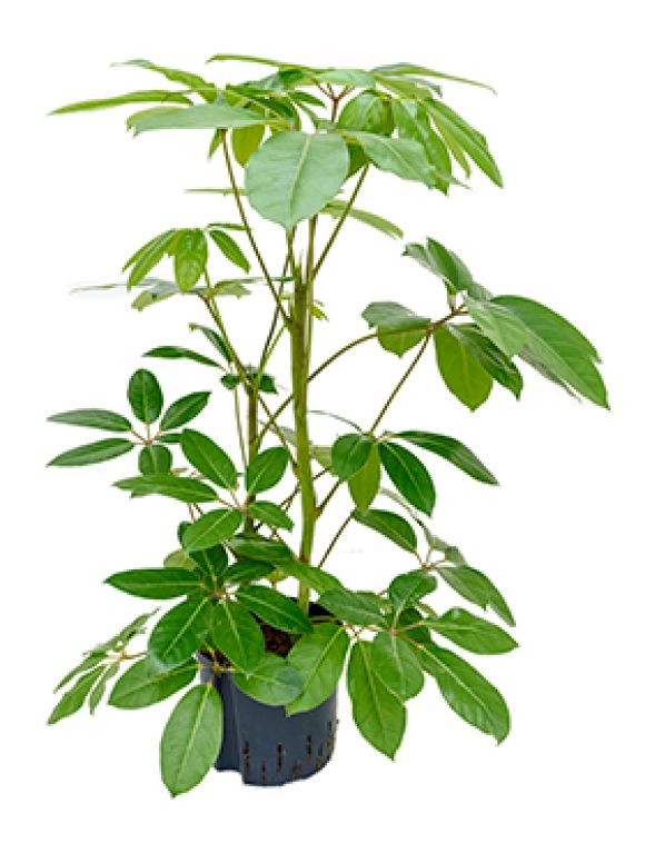 Schefflera amate