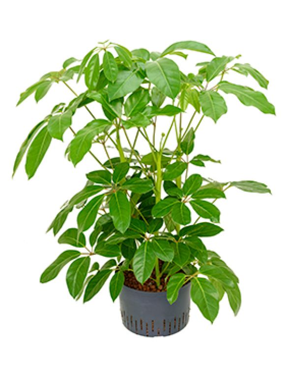 Schefflera amate