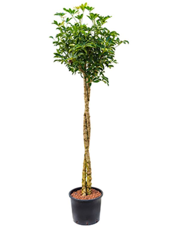 Schefflera arboricola