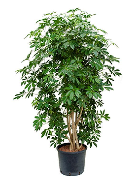 Scindapsus Treubii Dark plant