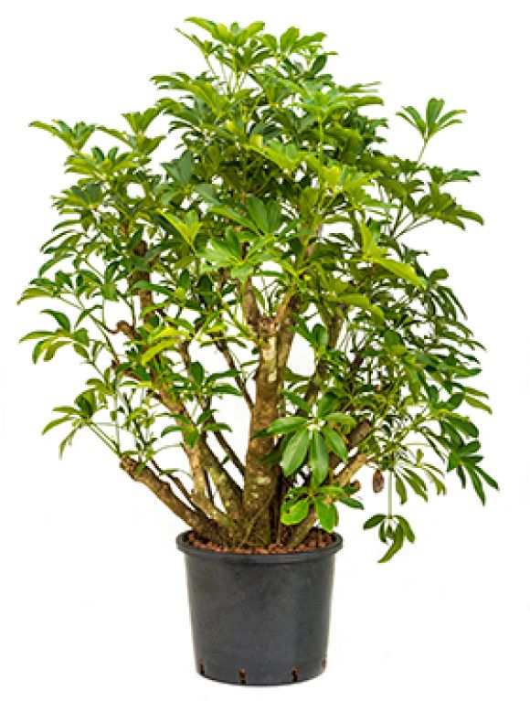 Scindapsus Treubii Dark plant