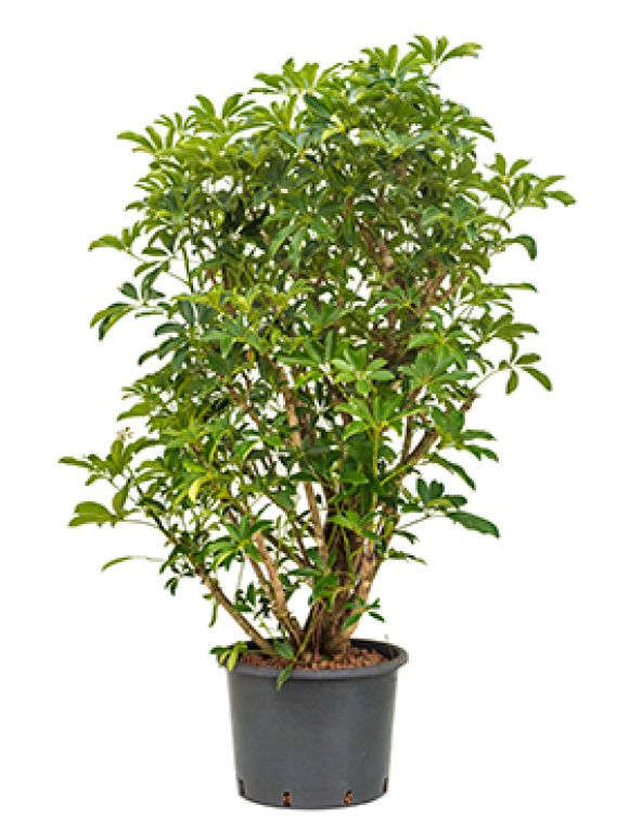 Schefflera arboricola