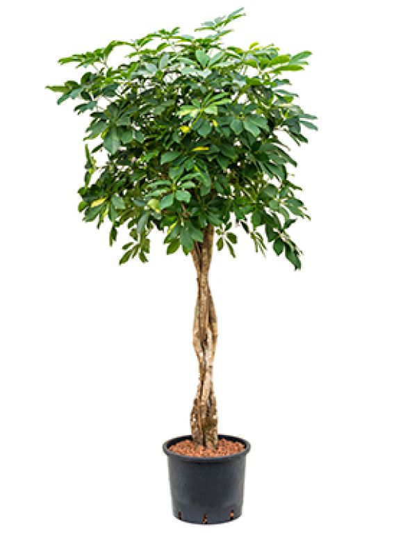 Scindapsus Treubii Dark
