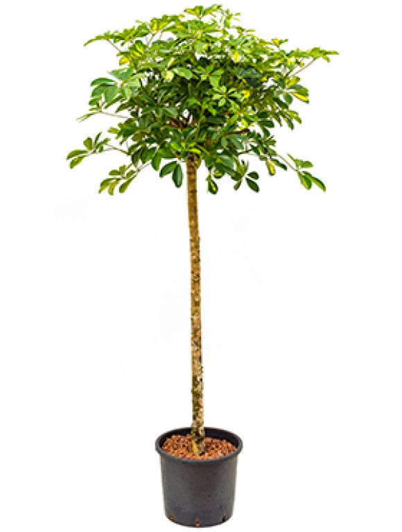 Epipremnum Pinnatum Global Green