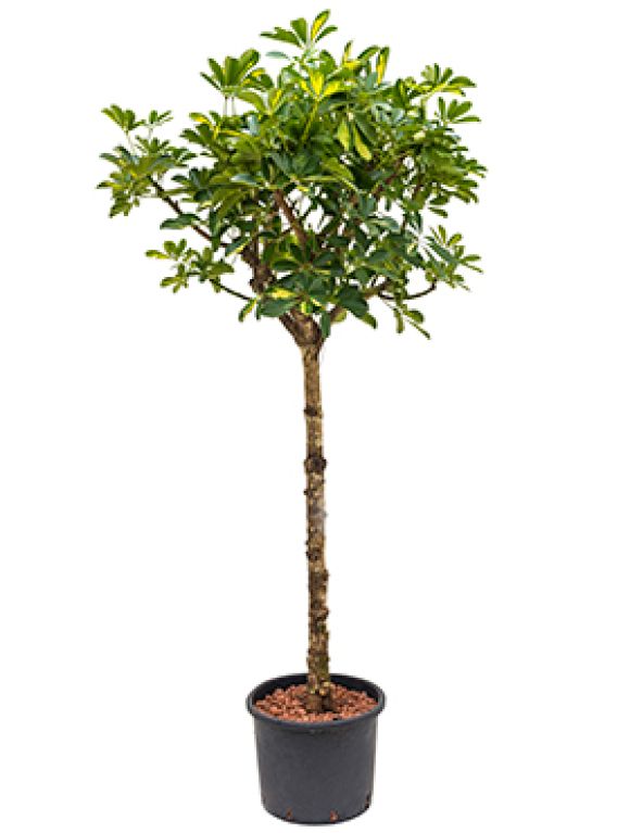 Schefflera gold capella